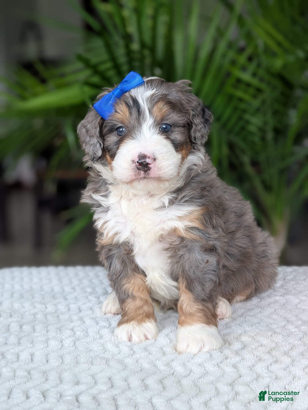 Mini Bernedoodle dogs for sale: Mini Riley  - Ad 17