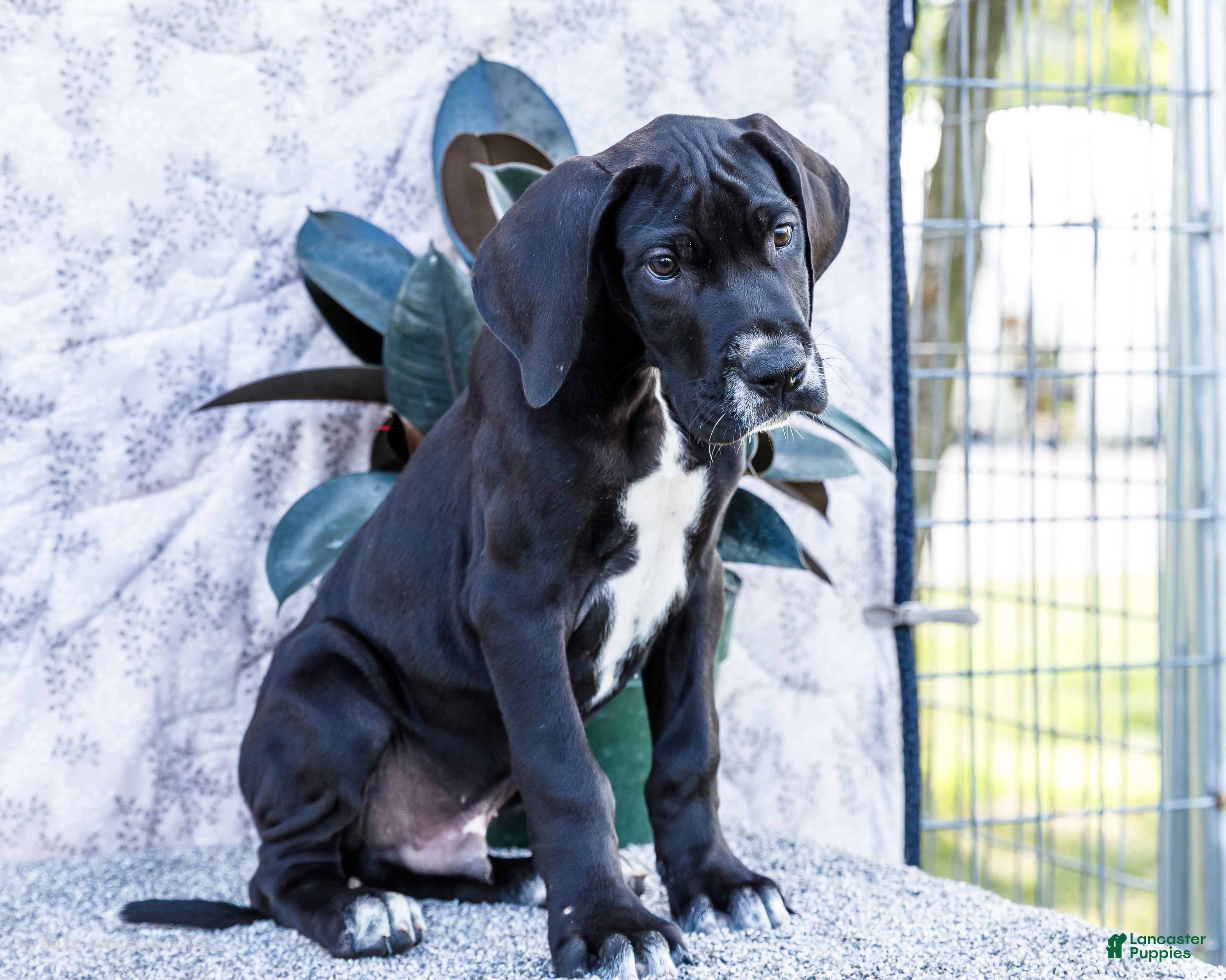 Great Dane dogs Bruce - Ad 2