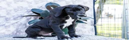 Great Dane dogs for sale: Bruce - Ad 2