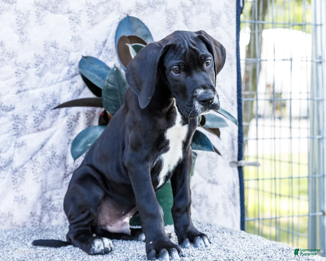 Great Dane dogs for sale: Bruce - Ad 2