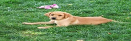Labrador Retriever dogs for sale: Cheyenne - Ad 5