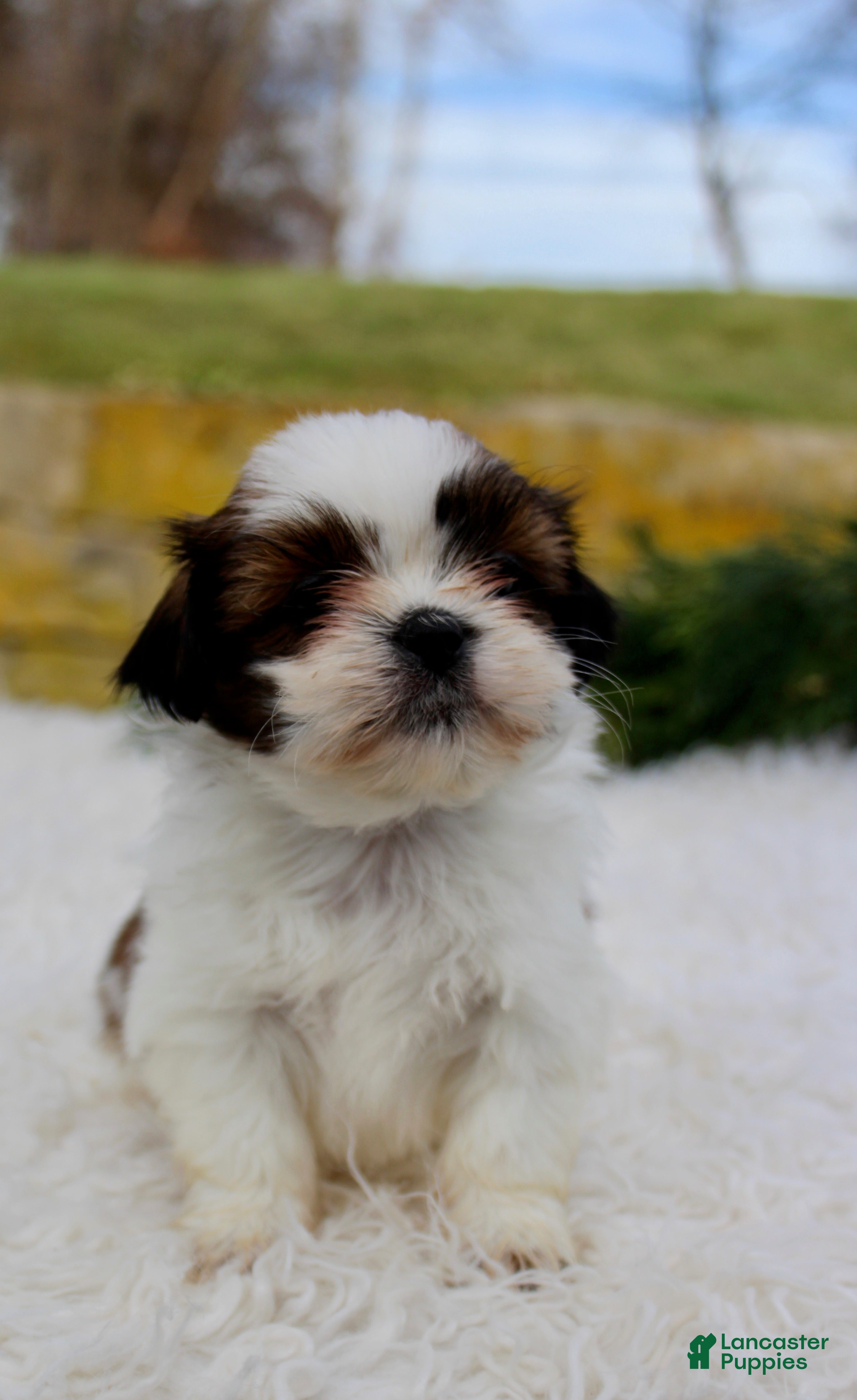 Shih Tzu dogs Shih Tzu Puppy 8 - Ad 14