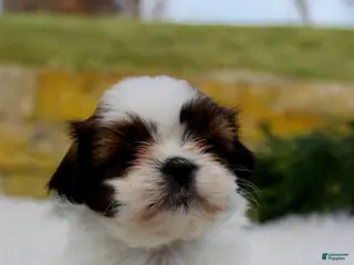 Shih Tzu dogs Shih Tzu Puppy 8 - Ad 6