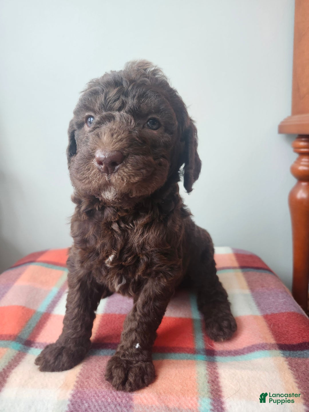 Labradoodle dogs for sale: Ginger - Ad 10
