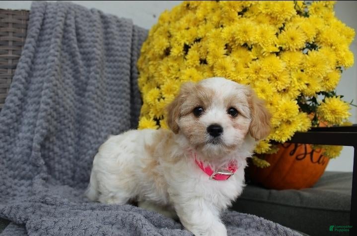 Cavachon dogs Bella - Ad 1