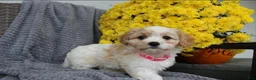 Cavachon dogs for sale: Bella - Ad 1