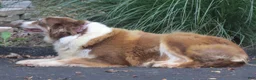 Border Collie dogs for sale: Border Collie 1 - Ad 4