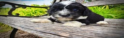 Havapoo dogs for sale: Scout - Ad 8