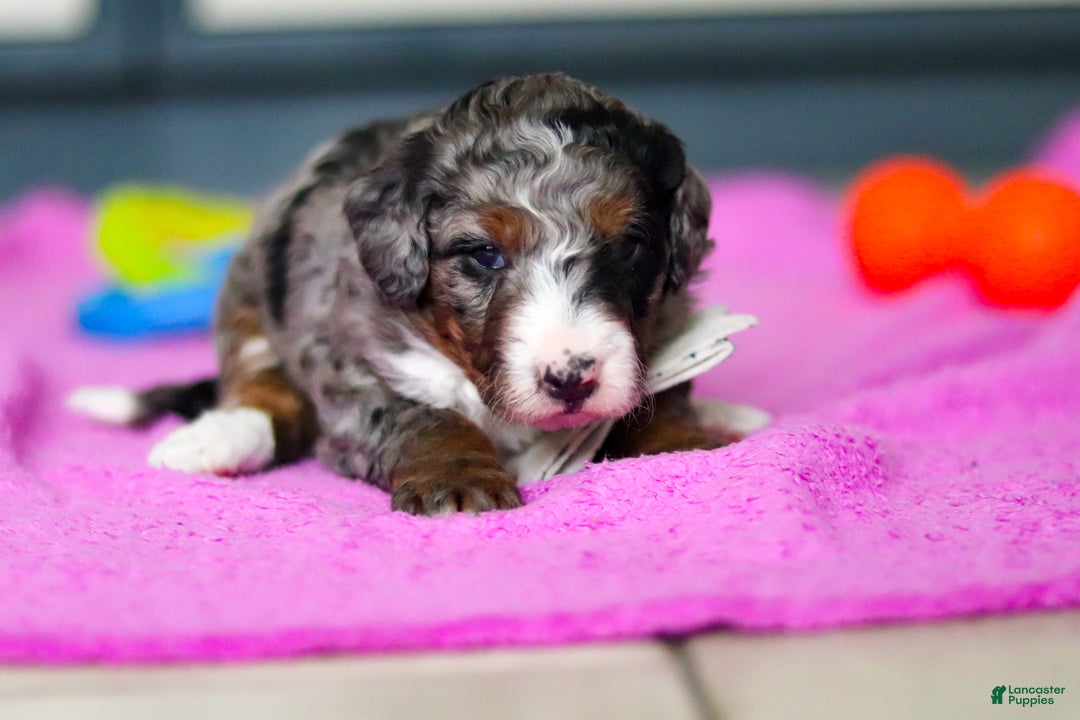 Mini Bernedoodle dogs for sale: Jack - Ad 6