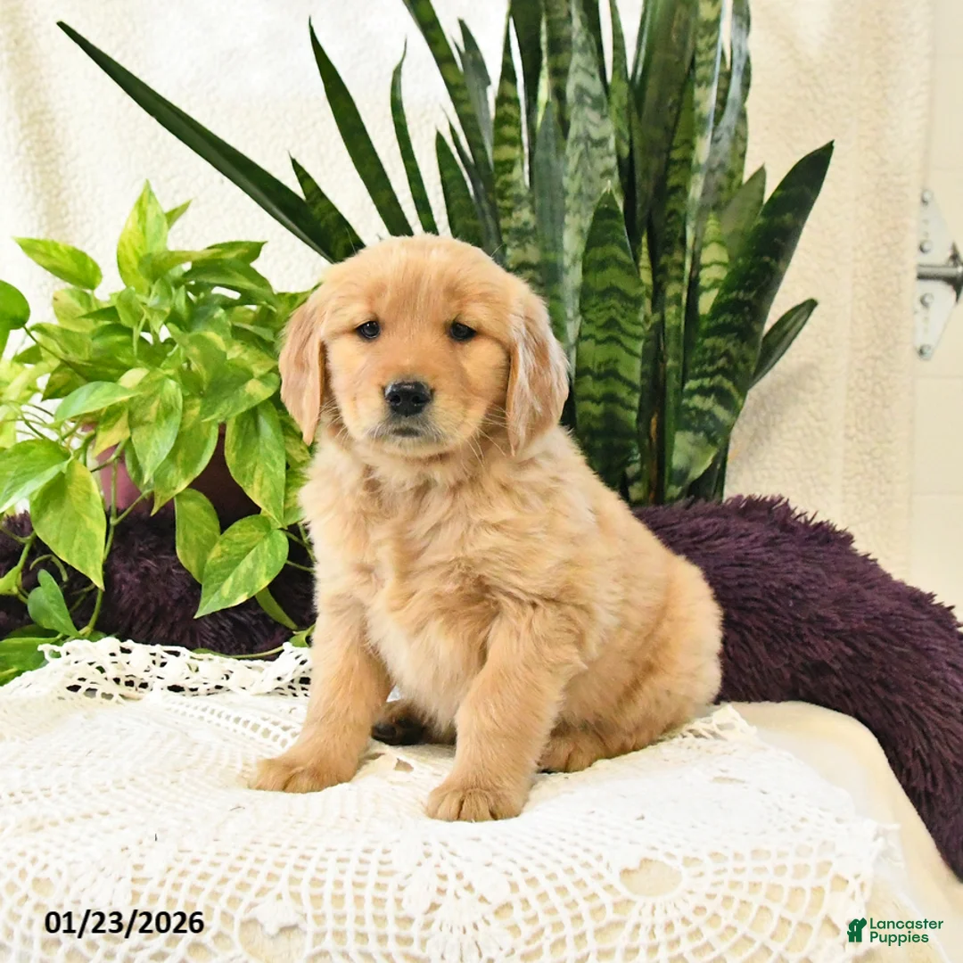 Golden Retriever dogs for sale: Kora - Ad 3