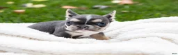 French Bulldog dogs for sale: Colby - Ad 2