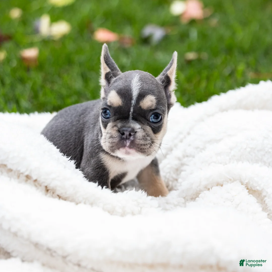 French Bulldog dogs for sale: Colby - Ad 2