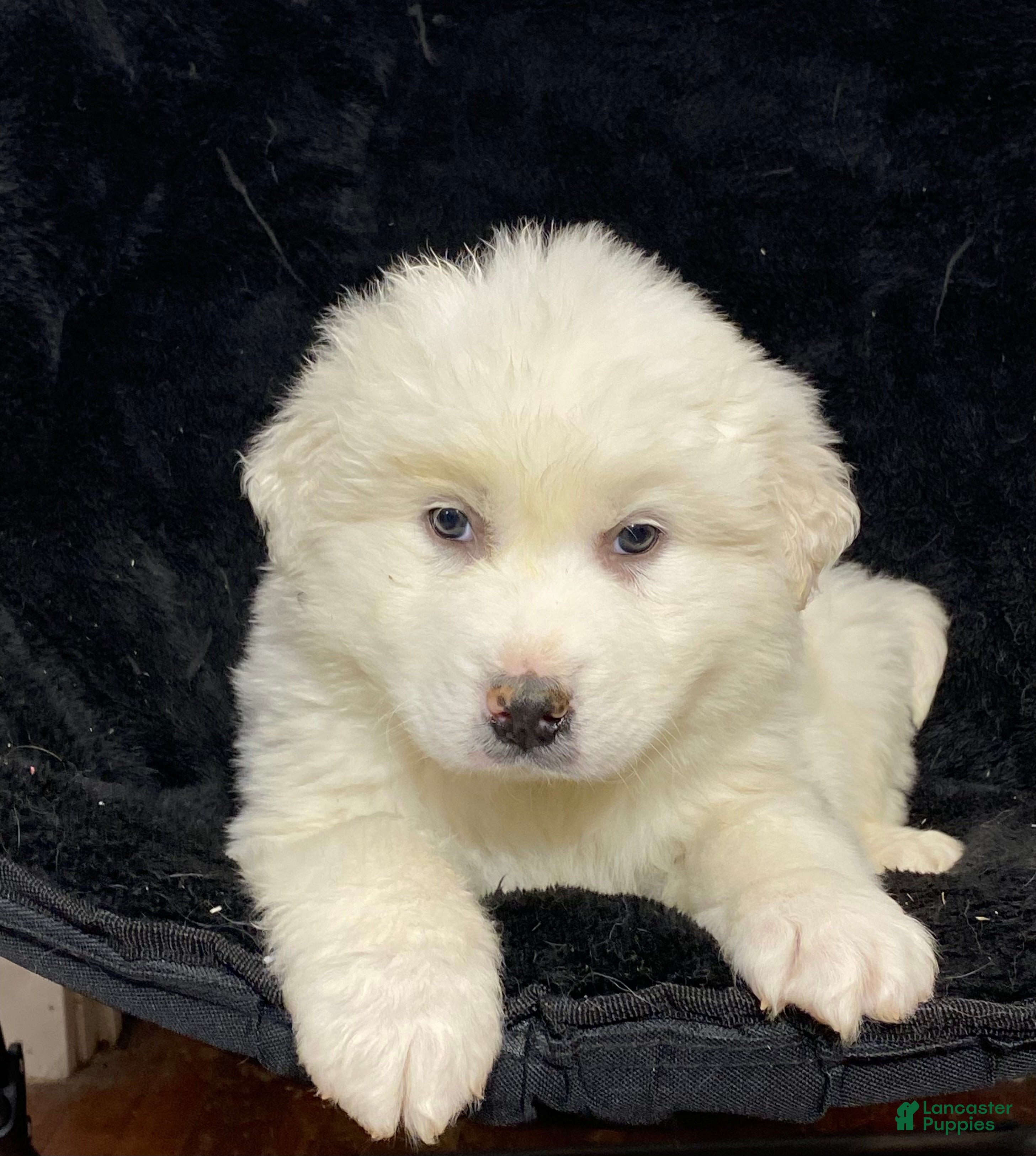 Great Pyrenees dogs Grayson - Ad 30