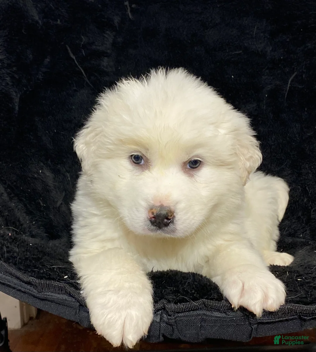 Great Pyrenees dogs for sale: Grayson - Ad 1