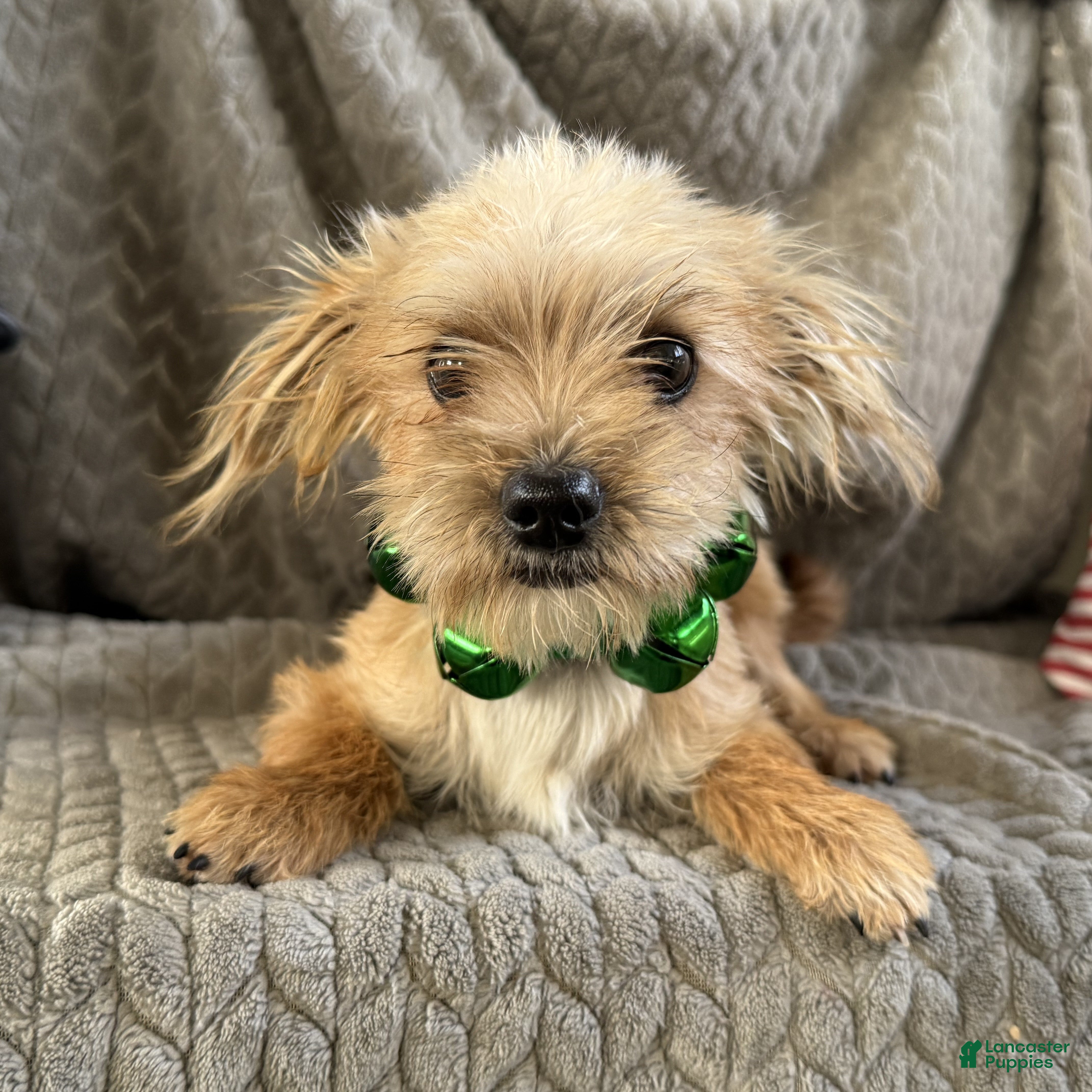 Morkie dogs Jasper  - Ad 26