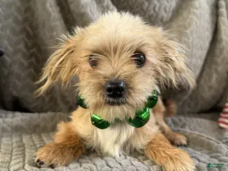 Morkie dogs Jasper - Ad 22