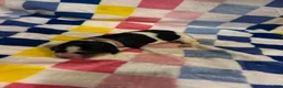 Basset Hound dogs for sale: Girl 2-Blair - Ad 1