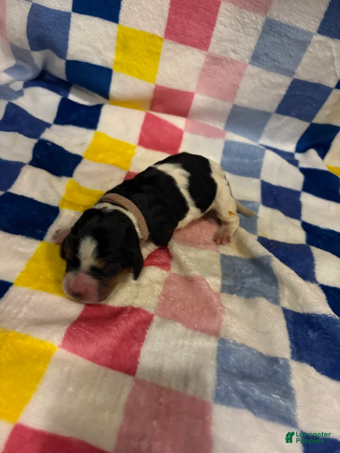 Basset Hound dogs for sale: Girl 2-Blair - Ad 1