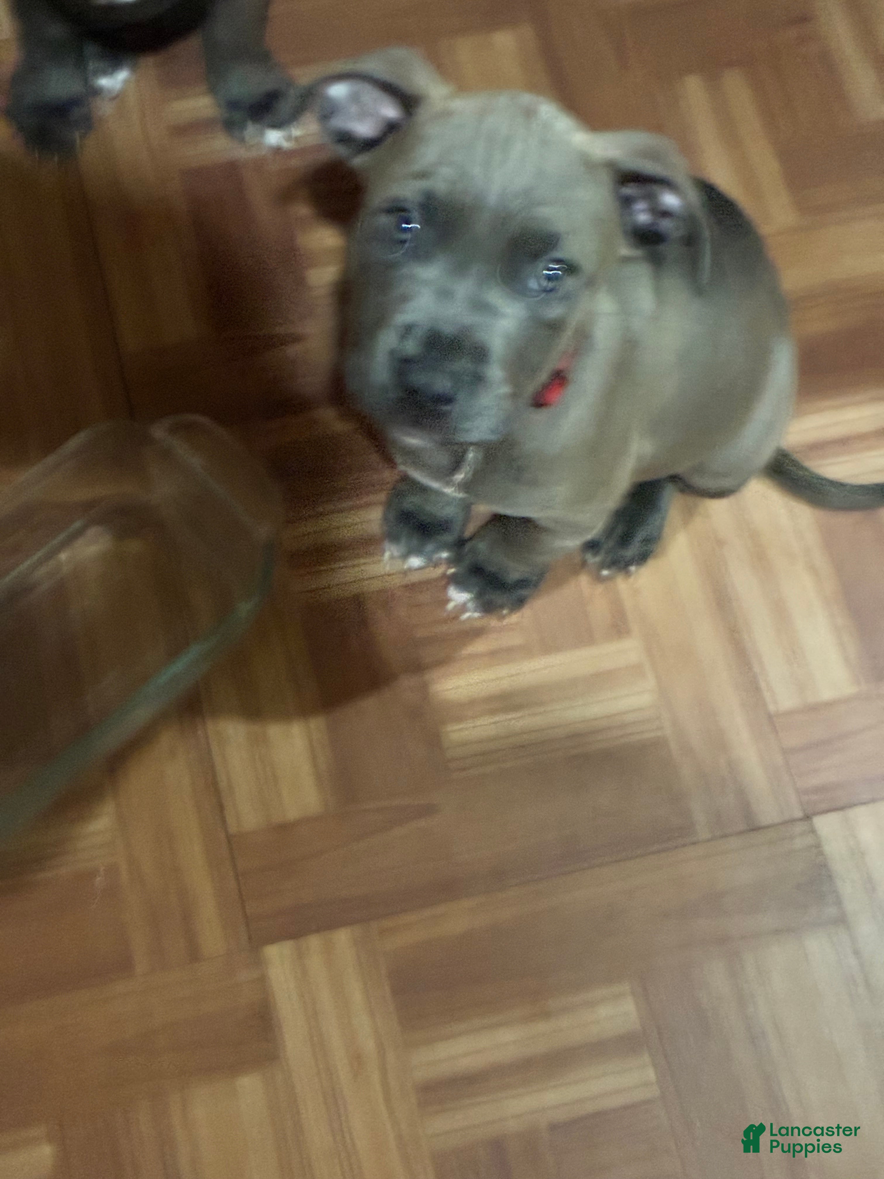 American Pit Bull Terrier dogs for sale: American Pit Bull Terrier 2 - Ad 4