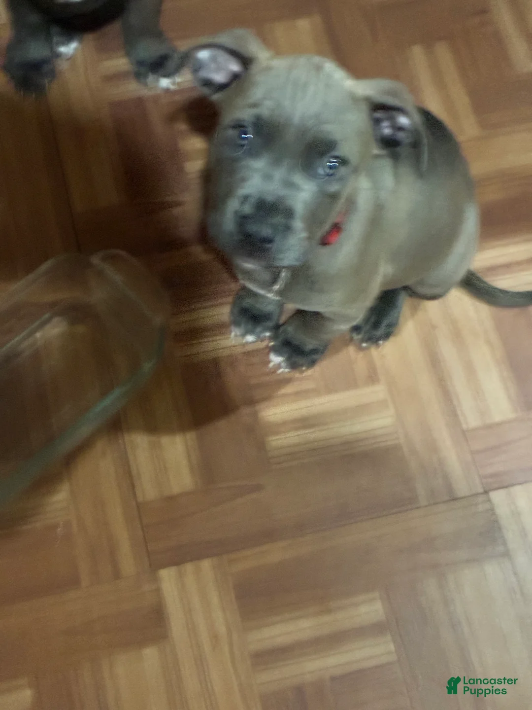 American Pit Bull Terrier dogs for sale: American Pit Bull Terrier 2 - Ad 1