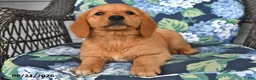 Golden Retriever dogs for sale: Poppy - Ad 4