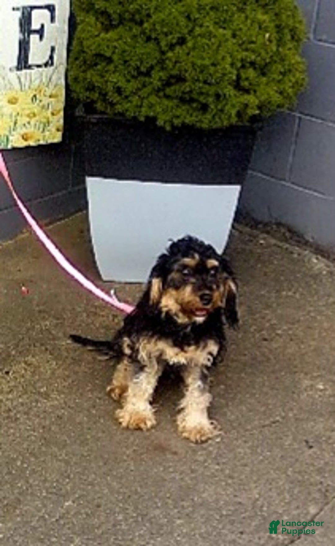 Cavapoo dogs for sale: Pudge f one b - Ad 8