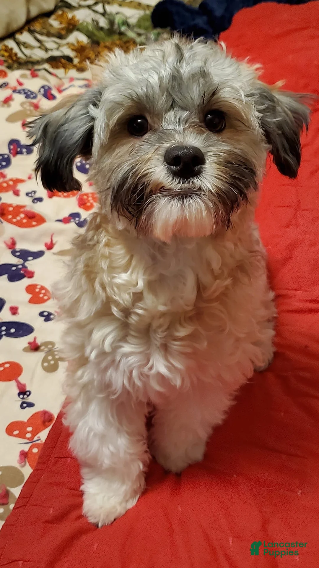 Gallery Image {{count}}