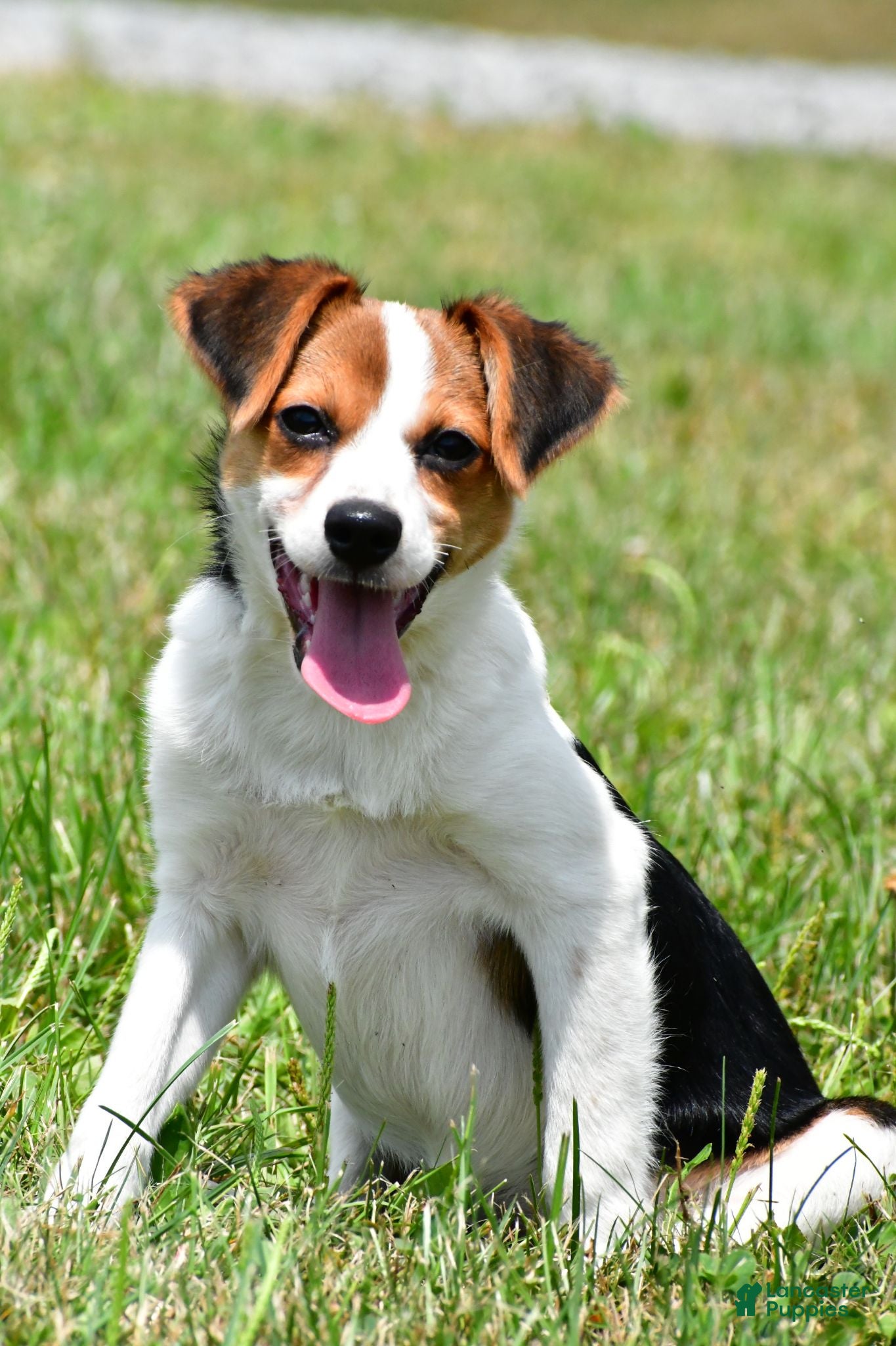 Mixed Breed dogs Willow - Ad 2