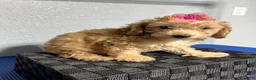 Mini Goldendoodle dogs for sale: Kaia  - Ad 4