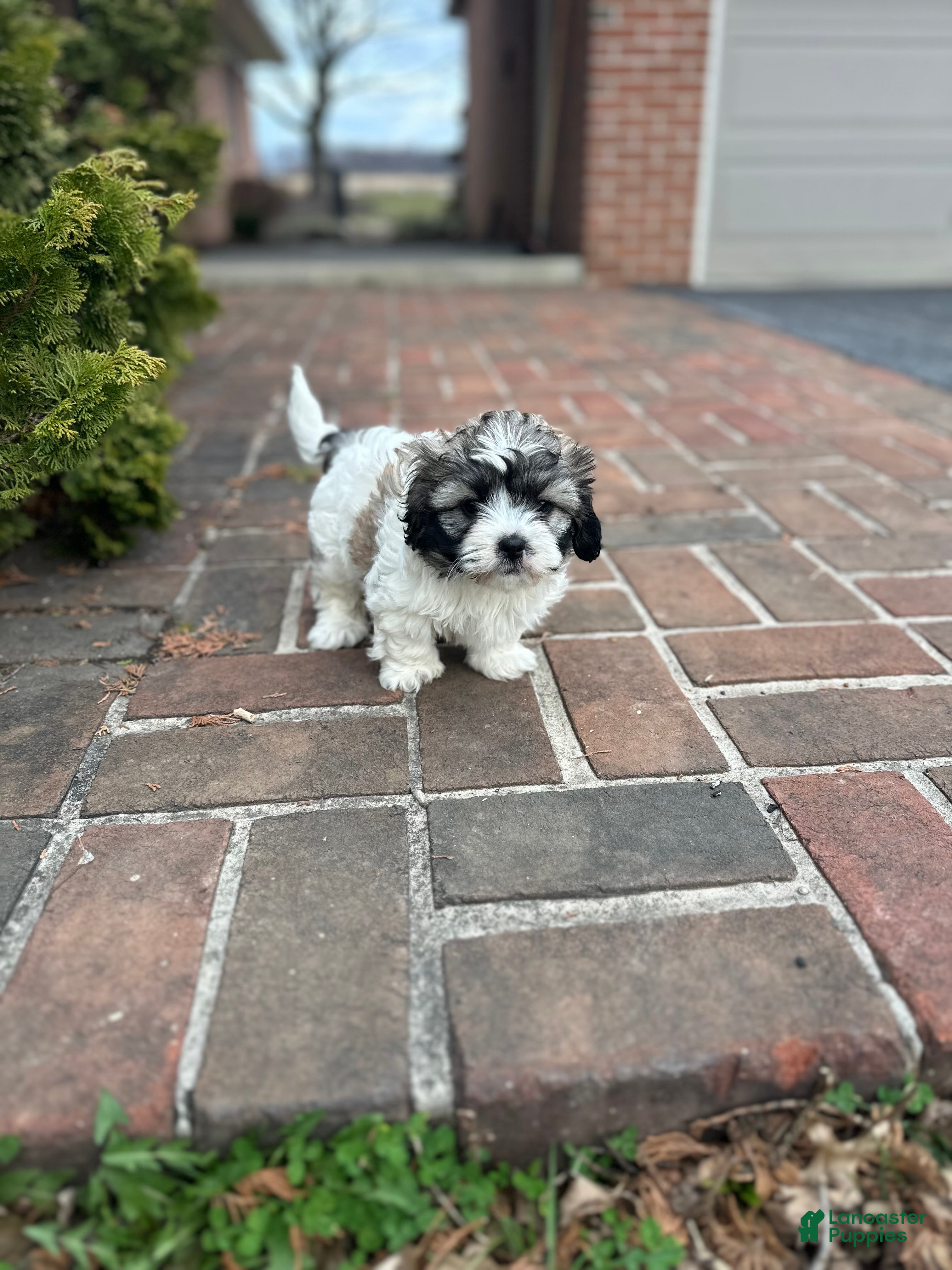 Teddy Bear dogs Teddy Bear Puppy 1 - Ad 2