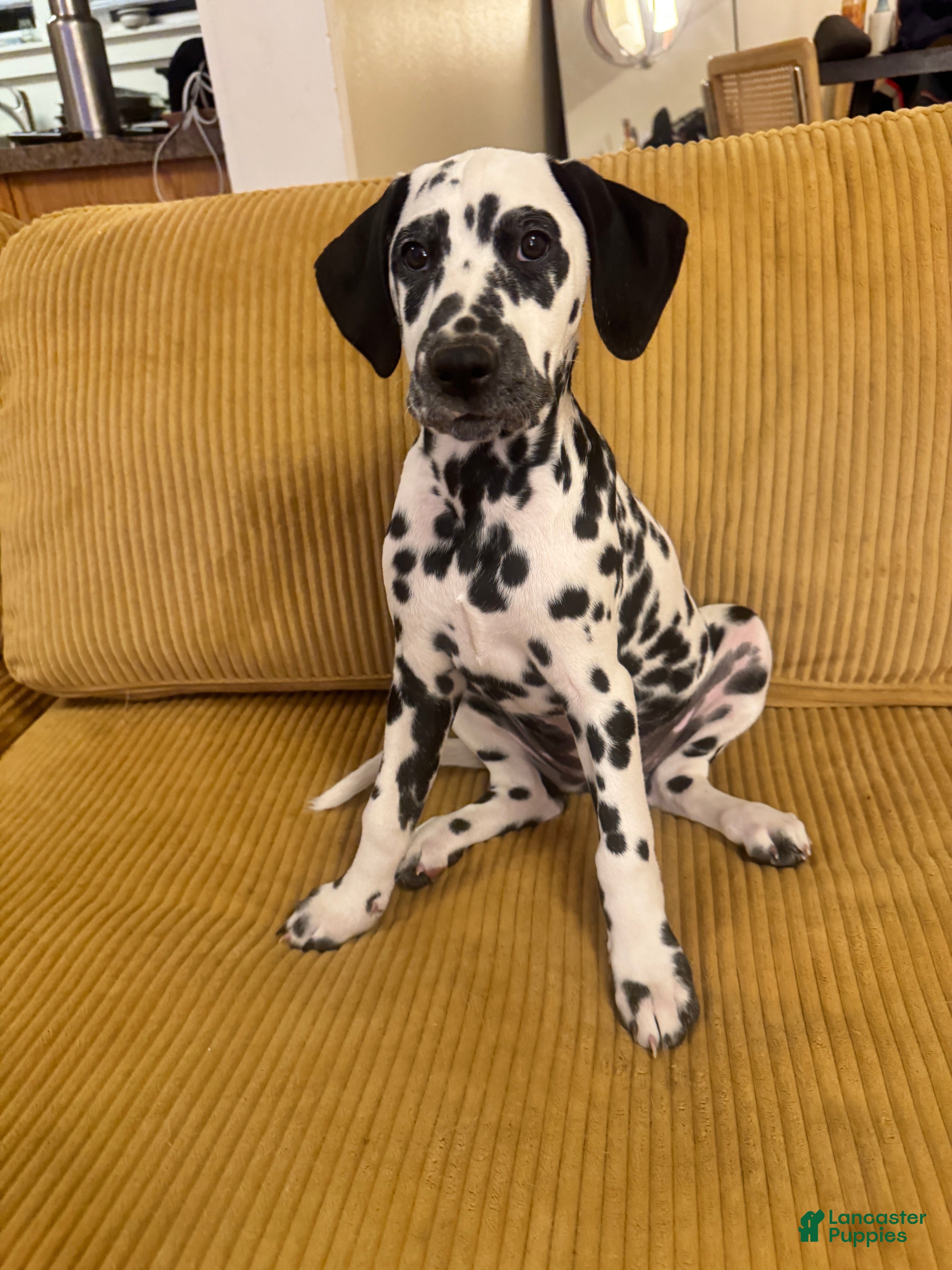 Dalmatian dogs Dalmatian Puppy 4 - Ad 22