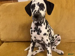 Dalmatian dogs Dalmatian Puppy 4 - Ad 2