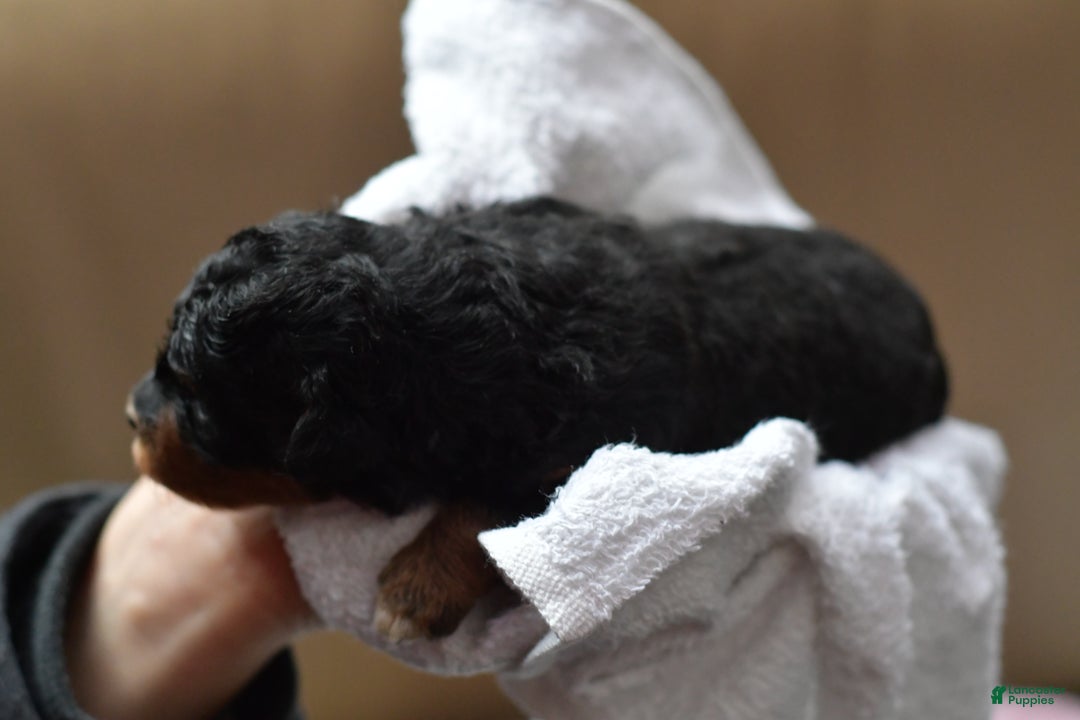 Mini Aussiedoodle dogs for sale: Bear - Ad 7