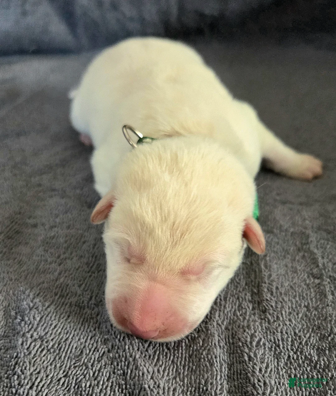 German Shepherd dogs for sale: German Shepherd Puppy 3 - Ad 3