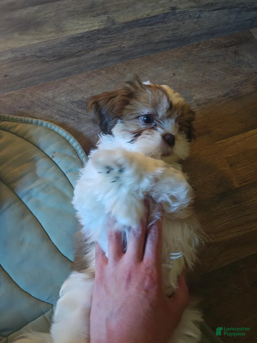 Shih Tzu dogs for sale: Tea Cup Shih Tzu 1 - Ad 2