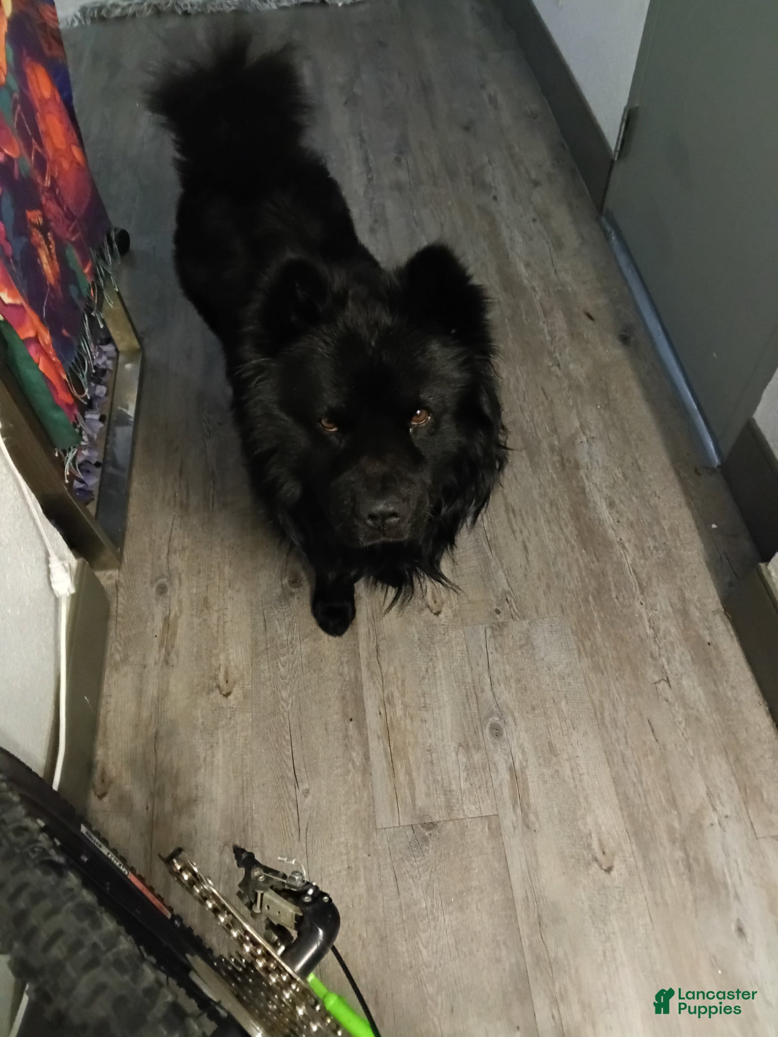 Chow Chow dogs Chow-chow - Ad 1