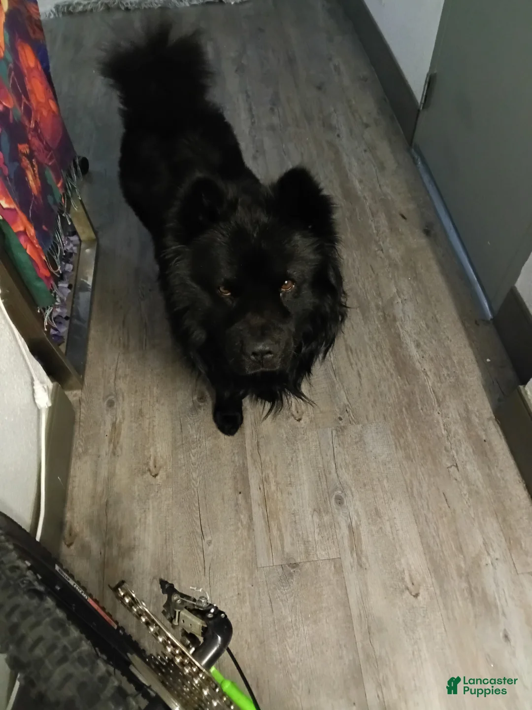 Chow Chow dogs for stud: Chow-chow - Ad 1