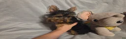 Yorkshire Terrier dogs for sale: Sherlock - Ad 3