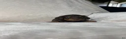 Miniature Dachshund dogs for sale: Miniature Dachshund 1 - Ad 3