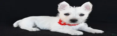 Kelly