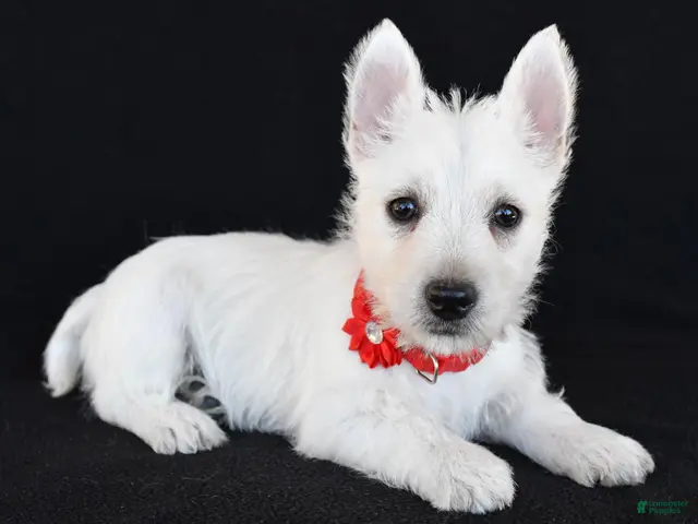 West Highland Terrier dogs for sale: Kelly - Ad 1