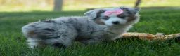 Australian Shepherd dogs for sale: MIA - Ad 4