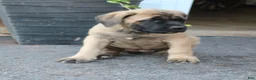English Mastiff dogs for sale: Lilac - Ad 6
