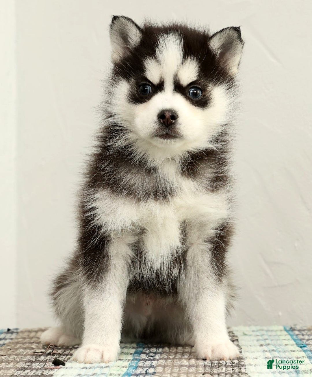 Pomsky dogs for sale: Sampson - Ad 3