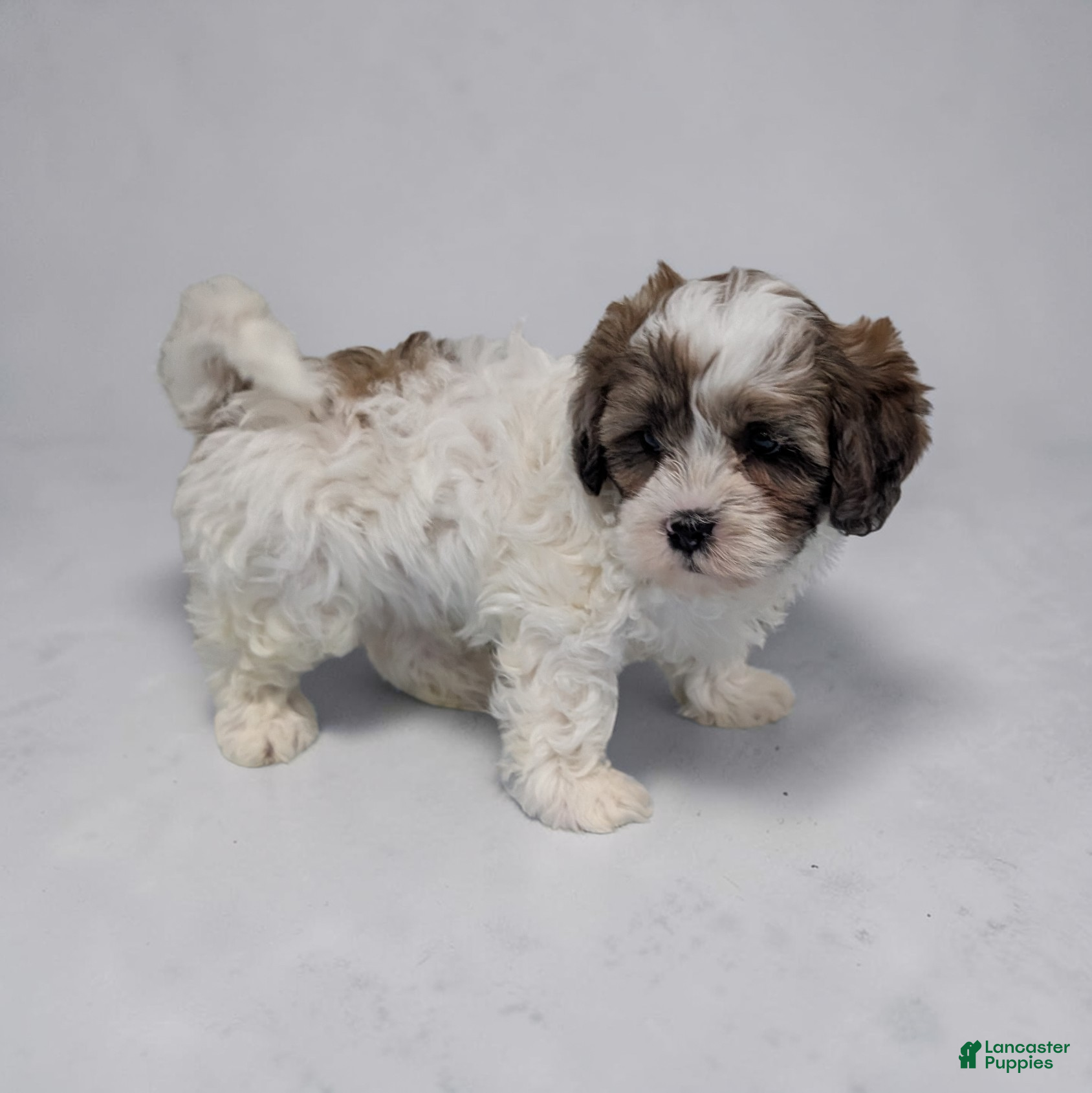 Shihpoo dogs Rascal - Ad 1