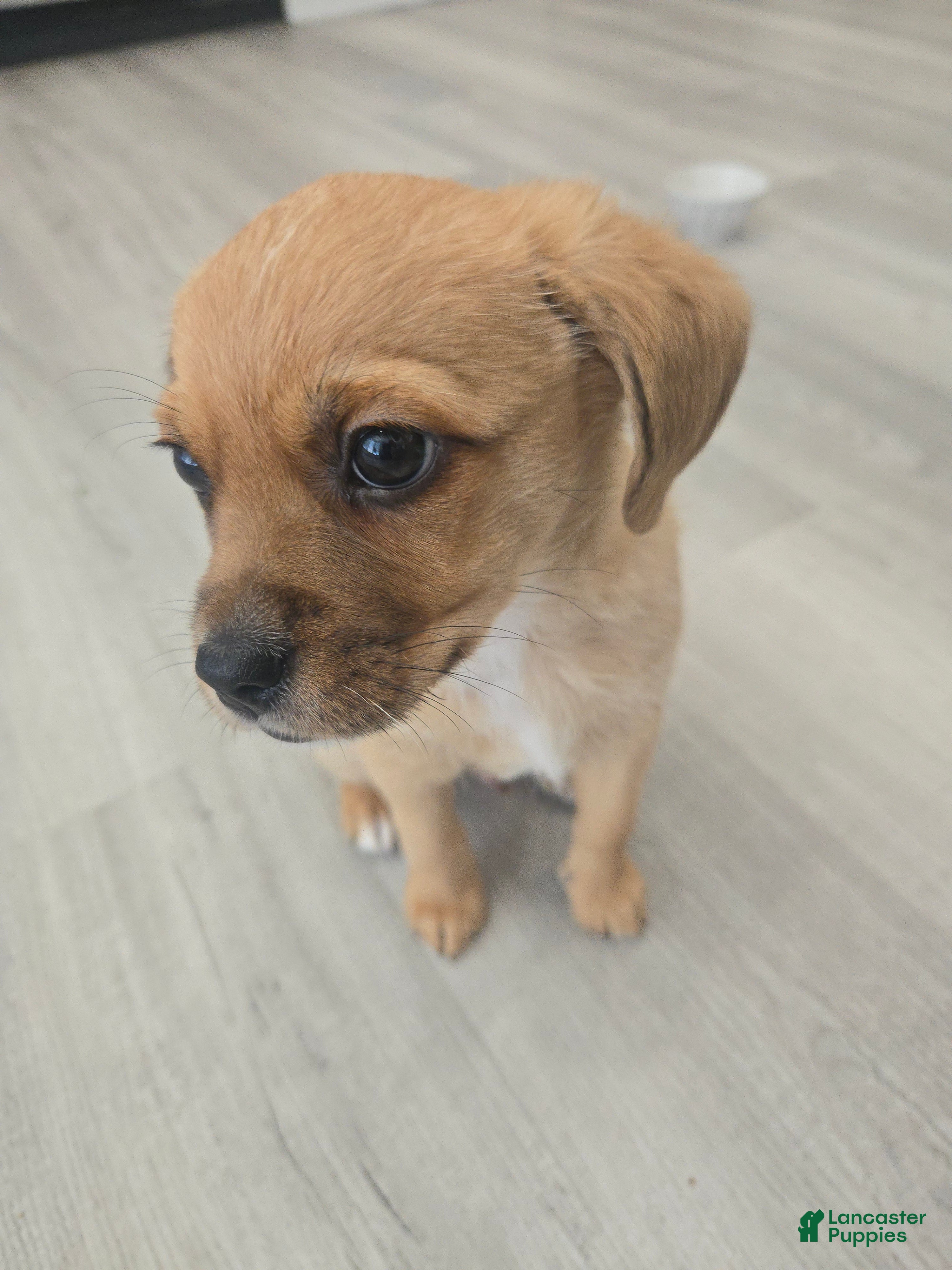 Mixed Breed dogs Mixed Breed Puppy 1 - Ad 21