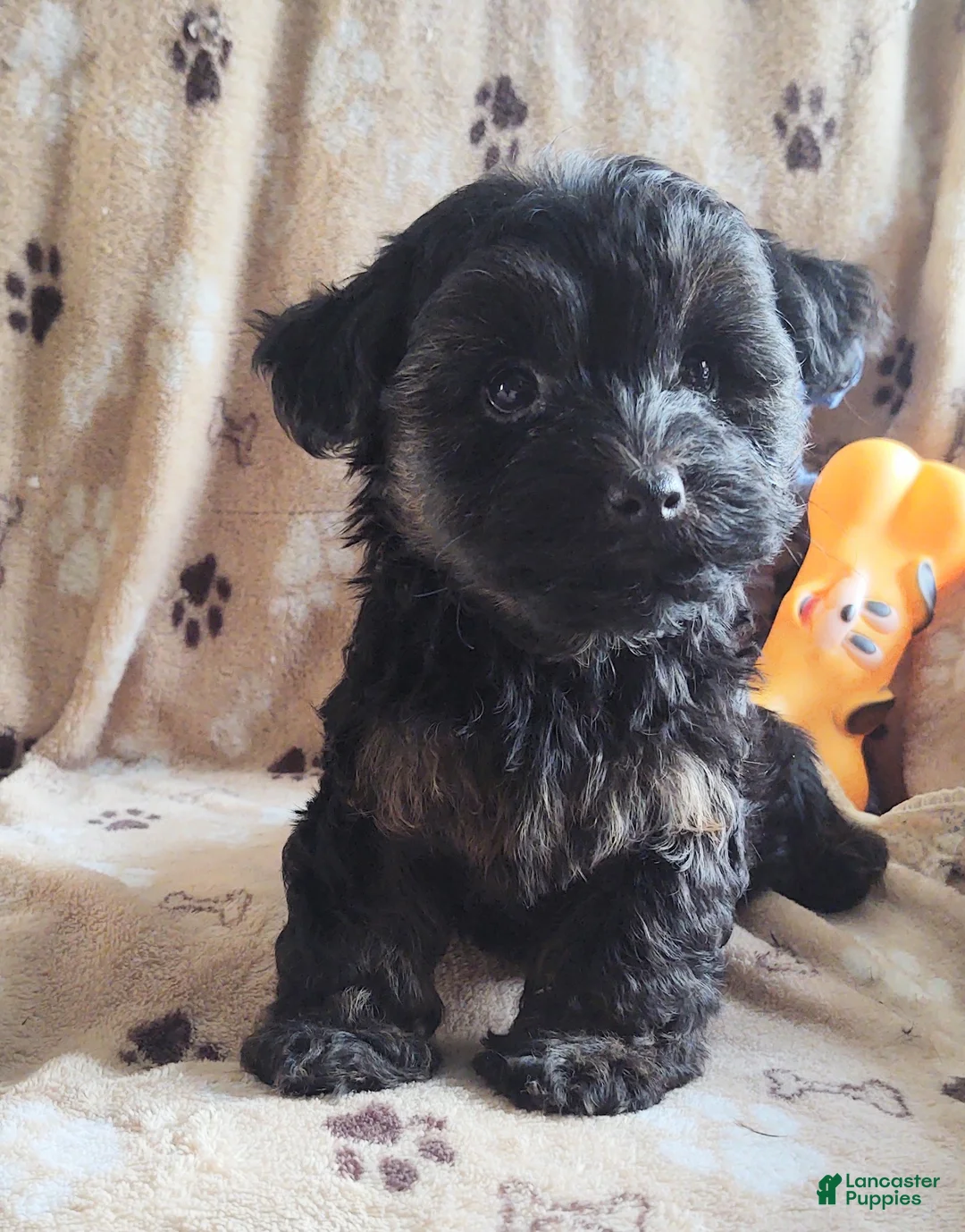 Yorkiepoo dogs for sale: Starr Bright - Ad 6