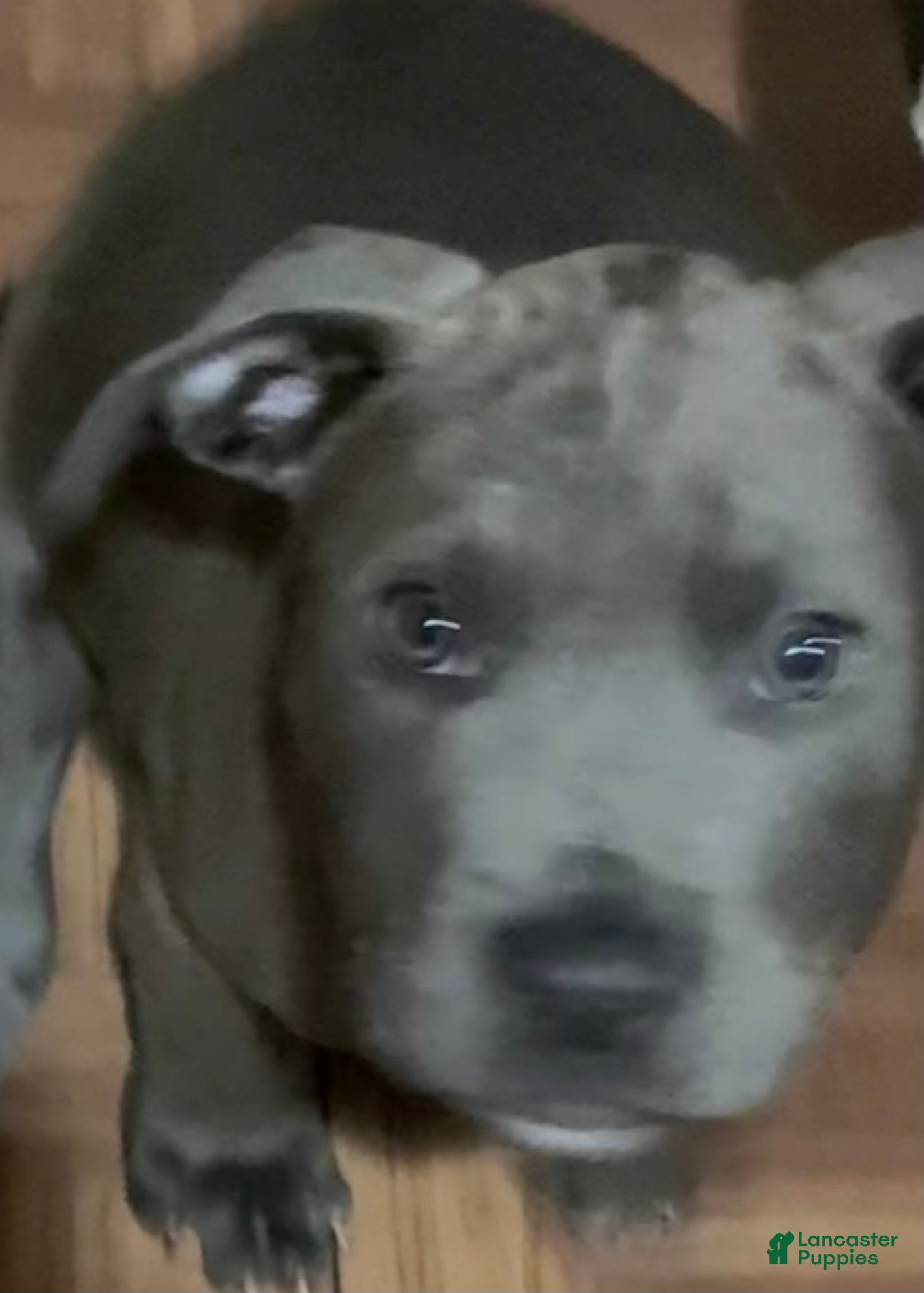 American Pit Bull Terrier dogs for sale: American Pit Bull Terrier 4 - Ad 1