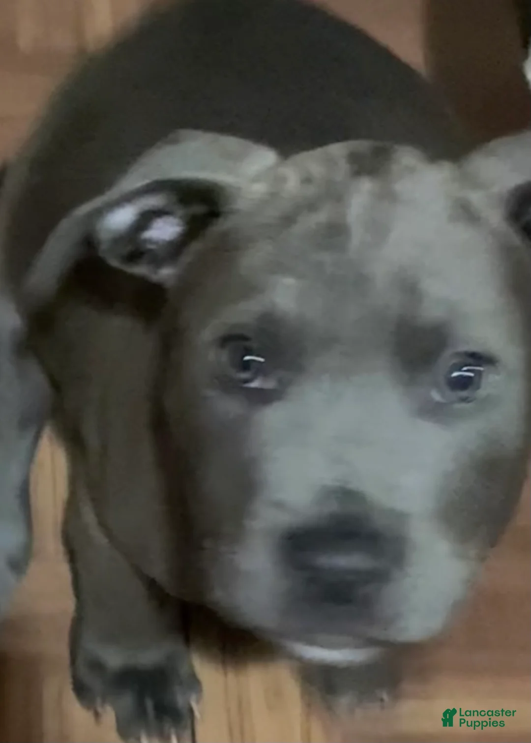 American Pit Bull Terrier dogs for sale: American Pit Bull Terrier 4 - Ad 1