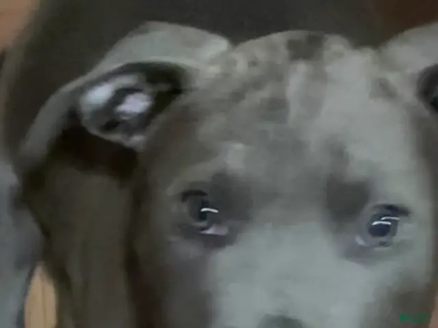 American Pit Bull Terrier dogs for sale: American Pit Bull Terrier 4 - Ad 13